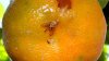 В Иркутске выявили партию апельсинов, которая была заражена сразу двумя вредителями