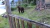 Медведей в Иркутской области вдвое больше нормы