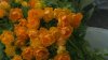 Штраф до миллиона рублей могут получить любители краснокнижных растений в Иркутской области