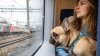 Животные всё чаще становятся пассажирами поездов в Иркутской области