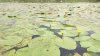 Краснокнижное растение может исчезнуть из-за загрязнения озера в Иркутске
