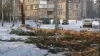 Огромная сосна упала во дворе жилого дома в Братске