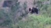Медведи замечены всего в 4 километрах от Иркутска