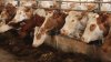 Более 70 тысяч голов крупного рогатого скота уже привили в Иркутской области от узелкового дерматита