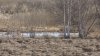 Природный заказник "Птичья гавань" в Иркутске страдает из-за урбанизации