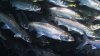 Байкальский омуль: когда стоит ждать отмены запрета на промышленный вылов рыбы 