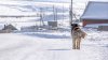 Штрафы за самовыгул  собак без поводка и намордника введут в Иркутской области