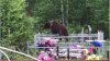Жители Приангарья пять раз встречались с медведями в выходные