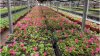 420 тысяч цветов украсят 72 городские клумбы в Иркутске
