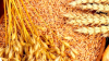 Более 90% зерна из Иркутской области экспортируется в Китай