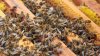 В Иркутской области проведут обследование пчелиных пасек