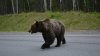 Медведь вышел к посёлку Сахорово Братского района