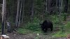 Два медведя вышли к поселениям в Иркутской области